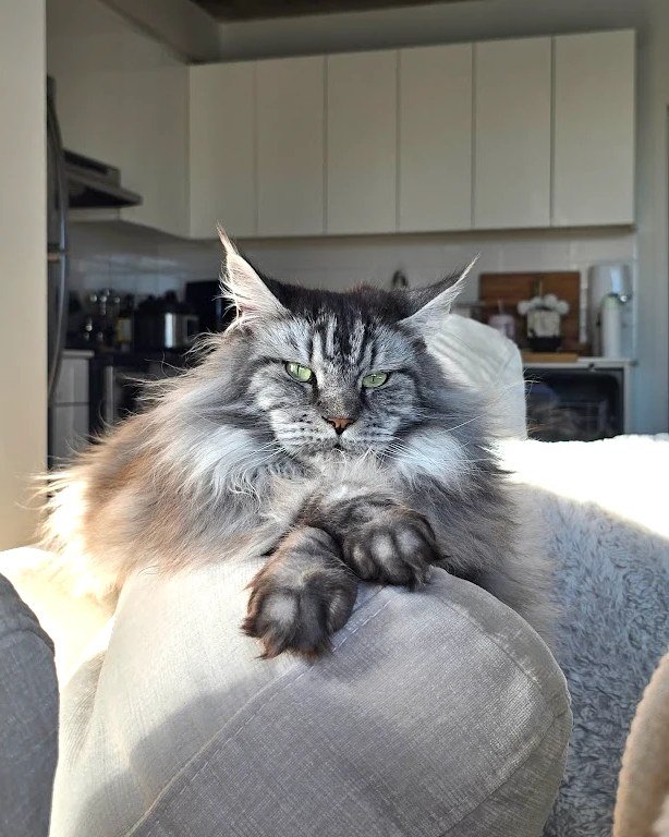 Le Maine Coon de Geneviève